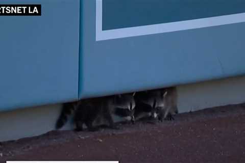 Baby Raccoons Adorably Invade Dodgers Game