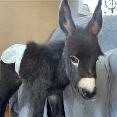 Trespassing Cops Shoot and Kill Baby Donkey Named HeeHaw, Farm Says