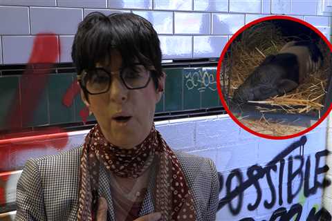 Diane Warren Rescues Viral West Hollywood Pig Wilbur