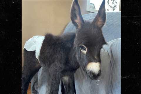 Trespassing Cops Shoot and Kill Baby Donkey Named HeeHaw, Farm Says