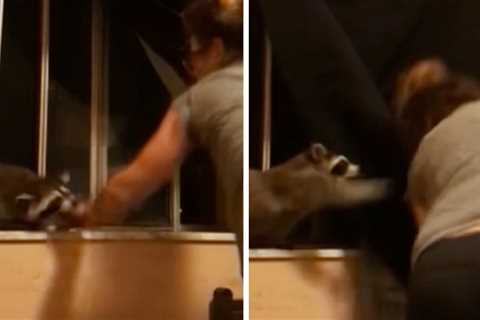 Watch Terrifying Raccoon Bite Attack On Woman Trying to Help Animal